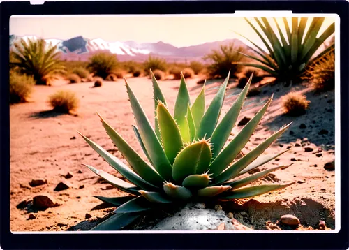 desert plant,desert plants,sonoran desert,desert flower,capture desert,mojave desert,sonoran,mojave,arizona-sonora desert museum,desert palm,desert,agave,flowerful desert,yucca,desert desert landscape,yucca palm,desert landscape,san pedro cactus,aloe,mesquite flats,Photography,Documentary Photography,Documentary Photography 03