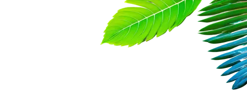 tropical leaf,palm leaf,green wallpaper,palm leaves,tropical greens,fern leaf,palm fronds,tropical floral background,cycas,green background,palm tree vector,tropical leaf pattern,cycad,coconut leaf,fern plant,palm branches,wakefern,blechnum,norfolk island pine,aaaa,Photography,Artistic Photography,Artistic Photography 02