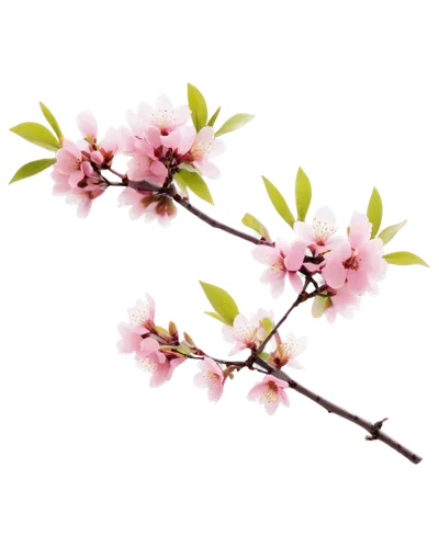 japanese carnation cherry,cherry blossom branch,japanese cherry,flowers png,prunus,sakura branch,apricot flowers,peach blossom,ornamental cherry,cherry branches,sakura flower,japanese floral background,sakura flowers,japanese sakura background,japanese cherry blossom,prunus cerasifera,japanese column cherry,plum blossoms,apricot blossom,flowering cherry,Illustration,Abstract Fantasy,Abstract Fantasy 07