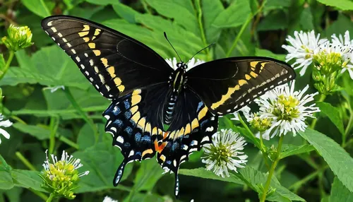 eastern black swallowtail,palamedes swallowtail,hybrid black swallowtail butterfly,eastern tiger swallowtail,black swallowtail,western tiger swallowtail,spicebush swallowtail,swallowtail butterfly,giant swallowtail,swallowtail,hybrid swallowtail on zinnia,pipevine swallowtail,silphium perfoliatum,papilio rumanzovia,zebra swallowtail,papilio,white admiral or red spotted purple,papilio machaon,chloris chloris,hesperia (butterfly),Illustration,Black and White,Black and White 06