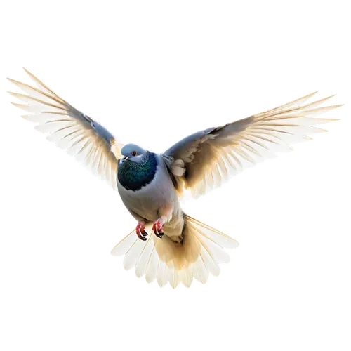 carrier pigeon,european swallow,arctic tern,fantail pigeon,domestic pigeon,gouldian finch,plumed-pigeon,bird png,parus major,flying common tern,flying tern,paridae,homing pigeon,pigeon flying,dove of peace,alcedo atthis,sterna hirundo,doves of peace,peace dove,tern,Illustration,Realistic Fantasy,Realistic Fantasy 14