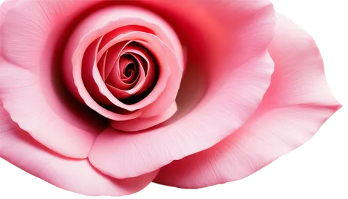 rose png,pink rose,porcelain rose,rose wrinkled,rose flower,bicolored rose,paper rose,rose non repeating,flower rose,paper flower background,landscape rose,flowers png,petal of a rose,spiral background,romantic rose,unfurl,flower wallpaper,rose bloom,pink carnation,bicolor rose,Illustration,Japanese style,Japanese Style 14