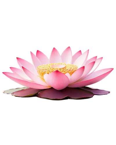 lotus png,blooming lotus,lotus,flower wallpaper,pink water lily,chrysanthemum background,flower background,flowers png,lotus on pond,lotus flower,gerbera,lotus blossom,lotus flowers,floral mockup,pink chrysanthemum,lotus ffflower,lotuses,stone lotus,lotus with hands,pink flower,Conceptual Art,Daily,Daily 02