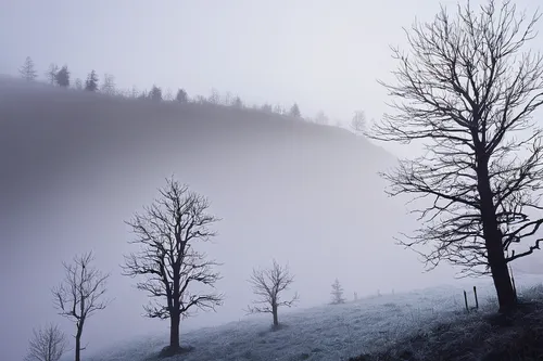 foggy landscape,foggy forest,winter forest,foggy mountain,larch forests,fog banks,fir forest,temperate coniferous forest,hoarfrost,coniferous forest,winter landscape,northern black forest,larch trees,dense fog,isolated tree,autumn fog,carpathians,snow trees,morning mist,spruce-fir forest,Conceptual Art,Oil color,Oil Color 19