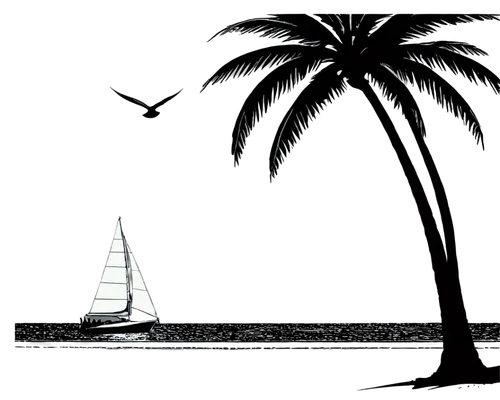 sailboat,sailing-boat,palm tree vector,sail boat,sailboats,sailing boat,sailing boats,palm tree silhouette,felucca,sail ship,nautical clip art,catamaran,yacht racing,sailing,bird island,sailing vessel,palmtree,paraglider sails,summer clip art,tahiti,Illustration,Vector,Vector 14