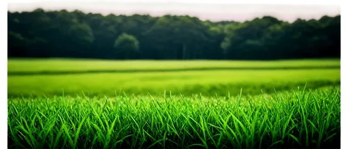 ricefield,rice field,ricefields,paddy field,rice fields,the rice field,rice plantation,green grain,green fields,green wheat,yamada's rice fields,green landscape,wheat crops,cornfield,rice paddies,green wallpaper,barley field,landscape background,gras,corn field,Photography,Fashion Photography,Fashion Photography 23