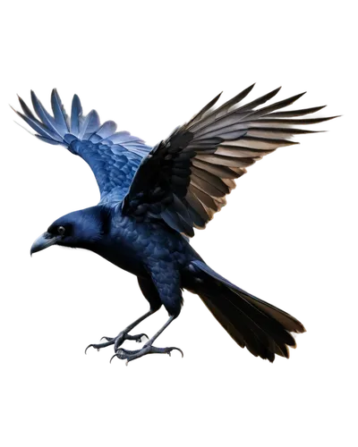 3d crow,microraptor,magpie,corvidae,eagle vector,carrion crow,raven sculpture,blue buzzard,bluejay,hyacinth macaw,ravenclaw,australian magpie,american crow,raven bird,archaeopteryx,great-tailed grackle,bird wing,bird png,blue jay,crows bird,Illustration,Abstract Fantasy,Abstract Fantasy 03