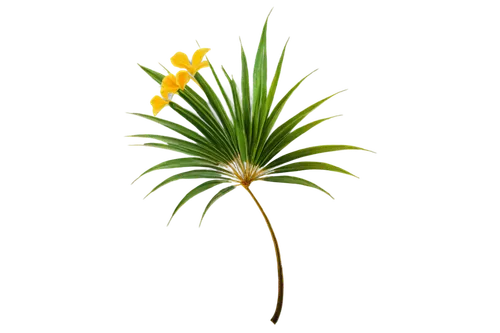 cyperus,citronella,palm tree vector,pine flower,flowers png,palm lily,palm blossom,cymbopogon,trollius download,palm lilies,ikebana,easter palm,uniflora,grass lily,lomandra,firecracker flower,juncea,echinochloa,tenuifolia,pine cancer flower,Art,Artistic Painting,Artistic Painting 05