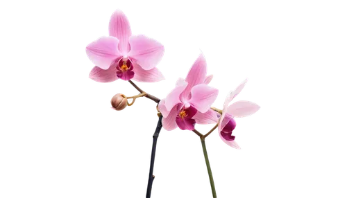 flowers png,orchidaceae,tulip background,pink tulips,pink tulip,orchid,orchids,flower background,tulips,autumnalis,minimalist flowers,tulipa,flower wallpaper,liliaceae,mixed orchid,laelia,narcissus pink charm,pink flowers,epidendrum,dodecatheon,Photography,Documentary Photography,Documentary Photography 01