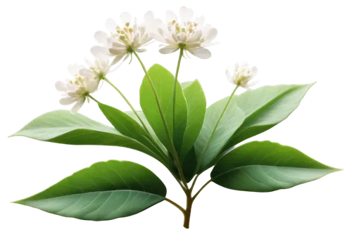 lily of the valley,flowers png,lily of the field,spring leaf background,lilly of the valley,muguet,lilies of the valley,lily of the desert,doves lily of the valley,aromatic plant,flower background,jasmine flower,tuberose,alpinia,pachysandra,fragrans,polygonum,tea flowers,lily of the nile,trifoliata,Conceptual Art,Daily,Daily 30