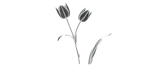 flowers png,minimalist flowers,black salsify,flower drawing,flower illustration,ikebana,hieracium,hordeum,hordeum vulgare,illustration of the flowers,allium sativum,purple salsify,botanical line art,allium,ornithogalum,seed-head,silver grass,spring onion,flower illustrative,flower line art,Unique,3D,Garage Kits