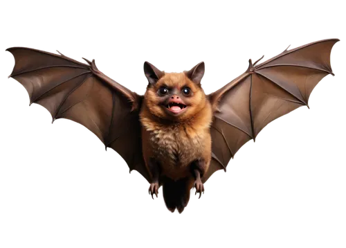 Brown bat, flying pose, wings spread wide, furry body, big round eyes, pointed ears, sharp teeth, dark brown fur, detailed textures, solo, close-up, warm lighting, shallow depth of field, cinematic co