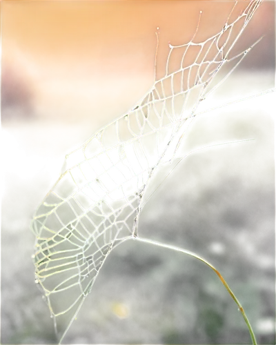 morning dew in the cobweb,spider silk,cobweb,spiderweb,skeleton leaf,tangle-web spider,spider's web,spider web,feather bristle grass,harvestman,harvestmen,spider net,web,cobwebs,leaf background,dry leaf,araneus,suspended leaf,widow spider,argiope,Conceptual Art,Daily,Daily 08