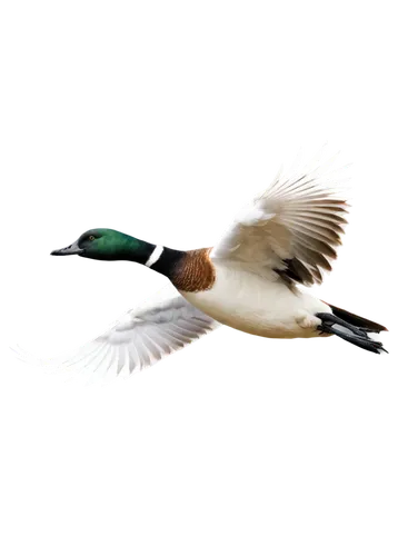 dove of peace,pintail,garganey,american merganser,bird png,bird in flight,fairy tern,peace dove,ornamental duck,common merganser,migratory bird,quickbird,bird flying,pintails,wigeon,brahminy duck,sandwich tern,charadriidae,canards,duck bird,Illustration,Paper based,Paper Based 10