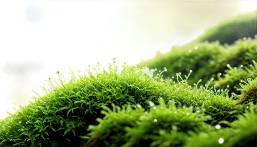 Moss, emerald green, soft texture, intricate details, tiny leaves, delicate stems, dew drops, morning light, macro shot, shallow depth of field, vibrant color tone, natural composition.,forest moss,mo