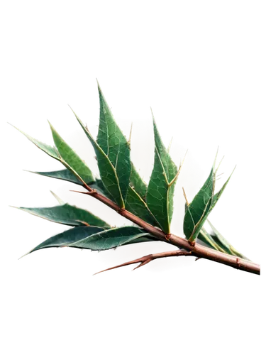 bay leaf,curry leaves,bay-leaf,podocarpus,foliage leaf,singleleaf pine,marsh labrador tea,walnut leaf,cherry laurel,eucalyptus,custody leaf,mape leaf,chile pine,sabal palmetto,leucaena,diospyros,mandarin leaves,leaves,oleaceae,gum leaves,Conceptual Art,Daily,Daily 32