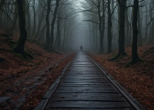 germany forest,wooden track,wooden path,the mystical path,road to nowhere,foggy forest,the path,hollow way,forest path,haunted forest,railroad trail,tree lined path,autumn fog,wooden bridge,black forest,path,railway track,walkway,hiking path,pathway,Photography,Documentary Photography,Documentary Photography 38