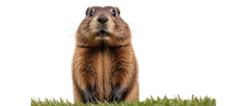 backlit chipmunk,ground squirrel,fox squirrel,indian palm squirrel,sciurus carolinensis,nutria,sciurus,coypu,prairie dog,alpine marmot,tree chipmunk,gopher,spermophilus,red squirrel,eurasian squirrel,tree squirrel,sciuridae,callicebus,squirrel,squirrely,Illustration,Realistic Fantasy,Realistic Fantasy 36