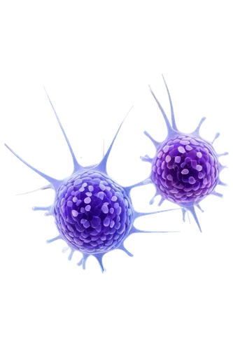 coronaviruses,coronavirus,cell structure,coronavirus disease covid-2019,t-helper cell,cancer illustration,cytoplasm,mitosis,testicular cancer,short-tailed cancer,coronavirus test,prostate cancer,cell division,meiosis,biosamples icon,coronavirus line art,hepatics,immune system,coronavirus masks,limicoles,Illustration,Retro,Retro 10