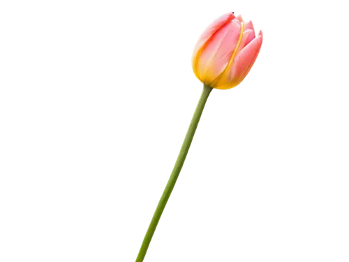 turkestan tulip,tulip background,tulipa,tulip,flowers png,yellow orange tulip,two tulips,vineyard tulip,tulip flowers,tulip blossom,tulipa tarda,pink tulip,flax-leaved tulip,tulips,tulip bouquet,violet tulip,rose png,lady tulip,wild tulip,klatschmohn,Illustration,Children,Children 05