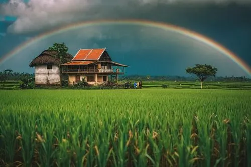 paddy field,ricefield,indonesia,home landscape,lonely house,ricefields,inle,arcobaleno,rice field,rice fields,the rice field,pot of gold background,rainbow background,farm landscape,rural landscape,farm background,rainbow,philippines scenery,ubud,farm house,Photography,General,Cinematic