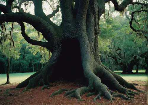 spanish moss,rosewood tree,the roots of trees,tree and roots,oak tree,gnarled,old tree,black oak,tree moss,old gnarled oak,dragon tree,bodhi tree,brookgreen gardens,creepy tree,tree trunk,old-growth forest,celtic tree,roots,scratch tree,loblolly pine,Photography,Fashion Photography,Fashion Photography 21