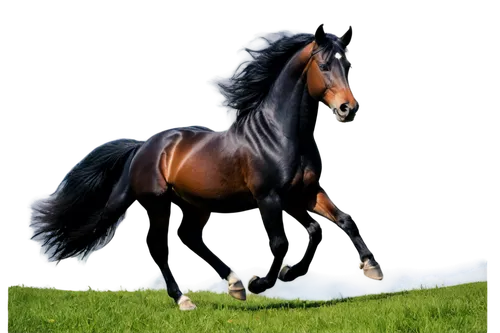 arabian horse,lonhro,belgian horse,friesian,lusitano,broodmare,equine,thoroughbred arabian,quarterhorse,horse breeding,black horse,arabians,trakehner,wagiman,arabian horses,racehorse,shire horse,standardbred,saddlebred,aqha,Illustration,American Style,American Style 10