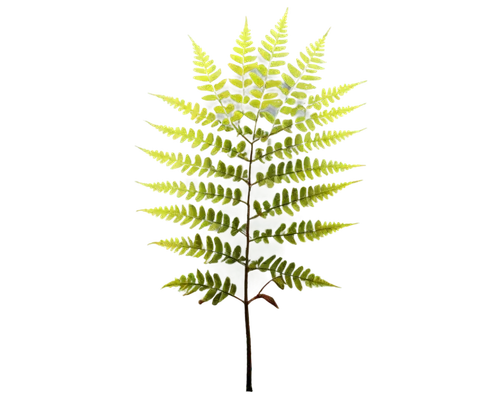 Bracken, fern, autumn season, detailed leaves, stems stretching upwards, thick trunk, roots deep in earth, morning dew, soft sunlight filtering through leaves, 3/4 composition, shallow depth of field,