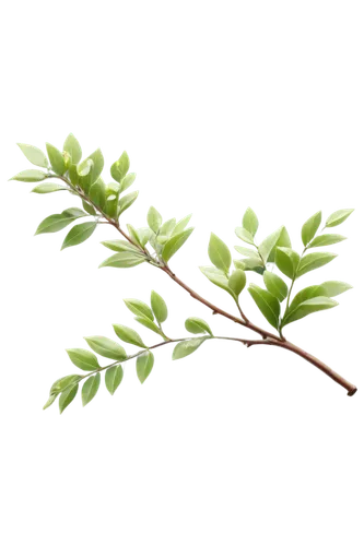 Curved branch, green leaves, delicate twigs, small flowers, detailed veins, gentle curls, soft morning light, shallow depth of field, warm color tone, cinematic composition, PNG transparent background