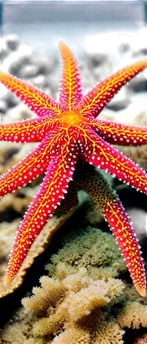 sea star,starfishes,echinoderm,starfish,star anemone,bascetta star,magic star flower,nautical star,asteracea,red crinoid,marine invertebrates,star flower,star anise,sea-urchin,sea urchin,kriegder star,coral-spot,star pattern,cnidarian,six-pointed star,Conceptual Art,Sci-Fi,Sci-Fi 05