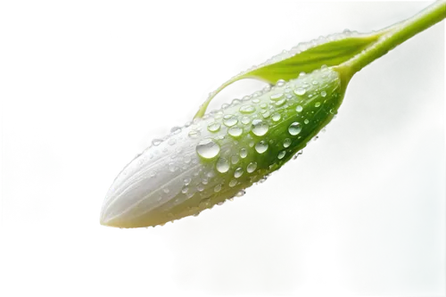 dewdrop,dewdrops,dew drop,dew drops,dew droplets,water lily leaf,raindrop,garden dew,droplet,waterdrop,rainy leaf,morning dew,early morning dew,water drop,water droplet,waterdrops,dew,droplets,drop of rain,a drop of water,Conceptual Art,Sci-Fi,Sci-Fi 06