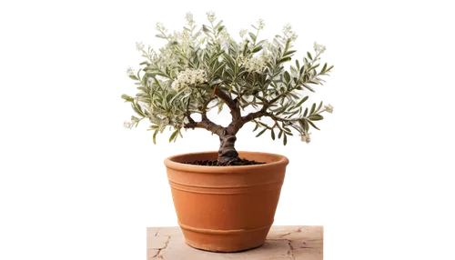 adenium,potted tree,dwarf tree,gymnosperm,pachypodium,brachypodium,tangerine tree,bierenbaum,olive tree,dracaena,apfelbaum,hostplant,darwinia,bursera,argan tree,ligustrum,kershenbaum,small tree,growing mandarin tree,ficus,Art,Classical Oil Painting,Classical Oil Painting 43