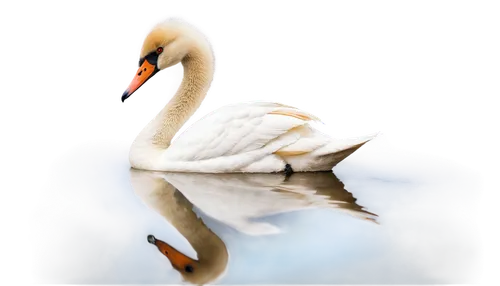 trumpeter swan,swan,cygnet,young swan,mute swan,swan cub,white swan,swan chick,trumpet of the swan,swanning,cisne,swan on the lake,swansong,swanee,swanlike,swan lake,swans,gwe,swan baby,the head of the swan,Conceptual Art,Fantasy,Fantasy 29