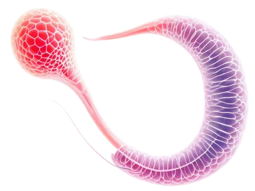 elegans,nematode,parasite,tendril,auricle,medical illustration,polyp,larval,uterine,cnidarian,embryo,tentacle,flaccid anemone,biological,aorta,strozzapreti,worm,vigna radiata,noorderleech,pellworm,Conceptual Art,Sci-Fi,Sci-Fi 14