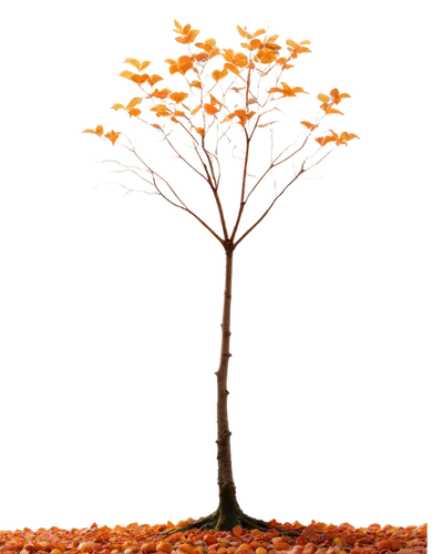 autumn tree,deciduous tree,autumn background,birch tree illustration,cardstock tree,isolated tree,birch tree background,small tree,background vector,flourishing tree,deciduous trees,brown tree,smaller tree,lone tree,penny tree,tangerine tree,defoliation,deciduous,seasonal tree,maple bonsai,Illustration,Japanese style,Japanese Style 08