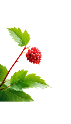 raspberry leaf,strawberry flower,red raspberries,red currant,wolfberries,strawberry plant,raspberry bush,calliandra,viburnum,wild berries,rubus,gunnera,red berries,watermelon background,flower bud,strawberry tree,currant decorative,red berry,nature background,spring leaf background,Photography,General,Fantasy