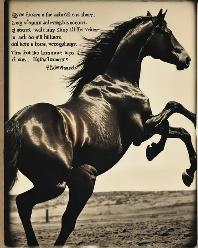 Eadweard Muybridge Horse Quote,horsemanship,black horse,warm-blooded mare,endurance riding,quarterhorse,barrel racing,arabian horse,equine,horse tack,wild horse,belgian horse,clydesdale,standardbred,g