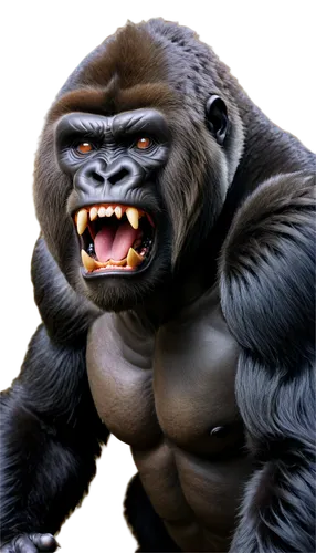 Gorilla, primal scream, loud roar, aggressive posture, muscular body, thick fur, fierce eyes, sharp teeth, mighty chest, powerful arms, clenched fists, dramatic lighting, close-up shot, shallow depth 