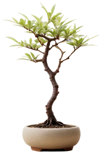 bonsai tree,bonsai,adenium,maple bonsai,elm bonsai,dwarf tree,japanese kuchenbaum,potted tree,prostrate juniper,ficus,sapling,salix mount aso,growing mandarin tree,androsace rattling pot,dwarf pine,silk tree,half lotus tree pose,argan tree,chile pine,flourishing tree,Illustration,Vector,Vector 05