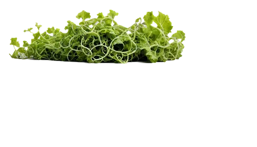 Gourd, green vine, curly tendrils, rough skin texture, yellow-orange flesh, leafy greens, wooden table, still life, warm lighting, 3/4 composition, shallow depth of field, soft focus.,green wallpaper,