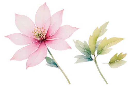 flowers png,minimalist flowers,flower illustration,flower illustrative,paper flower background,magnolia star,anemone japonica,dahlia pink,bush anemone,flower background,floral digital background,lotus png,cosmos flower,magnolia × soulangeana,japanese anemones,flower drawing,star dahlia,starflower,flower painting,epiphyllum,Conceptual Art,Graffiti Art,Graffiti Art 06