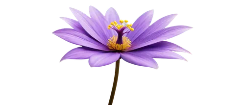 Rare, PNG, isolated, exotic flower, delicate petals, vibrant purple, golden center, intricate details, soft focus, shallow depth of field, warm backlight, 3/4 composition, cinematic lighting.,senetti,