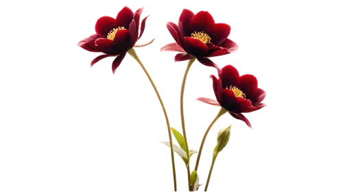 Burgundy flowers, close-up, macro shot, soft focus, delicate petals, golden center, subtle gradient effect, morning dew, warm lighting, 3/4 composition, shallow depth of field, natural texture, realis