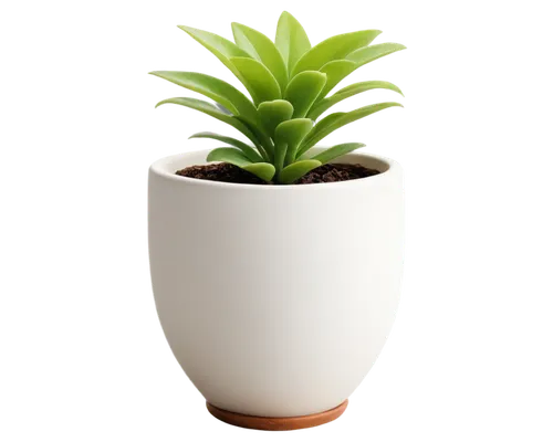 potted plant,hostplant,plant pot,pot plant,succulent plant,potted palm,money plant,garden pot,houseplant,green plant,container plant,flowerpot,small plant,mixed cup plant,succulent in dark red pot,potted plants,potted tree,potted,resprout,androsace rattling pot,Illustration,Realistic Fantasy,Realistic Fantasy 26