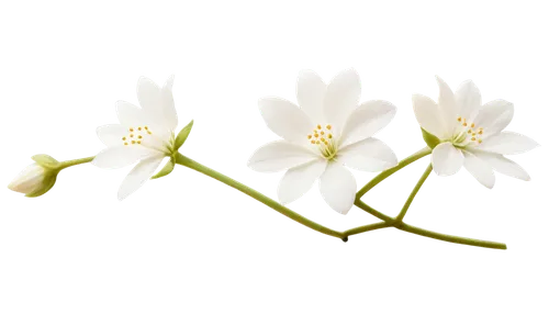 Delicate five-petaled white flower, soft petals, golden anthers, slender stem, green leaves, gentle curves, warm sunlight, 3/4 composition, shallow depth of field, soft focus, pastel color tone.,flowe