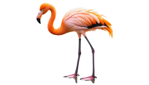 greater flamingo,flamingo,pink flamingo,flamingo couple,two flamingo,cuba flamingos,flamingo with shadow,grey neck king crane,flamingos,lawn flamingo,flamingo pattern,bird png,crane-like bird,flamingoes,pink flamingos,tropical bird climber,exotic bird,nature bird,stilt,crane,Art,Classical Oil Painting,Classical Oil Painting 30