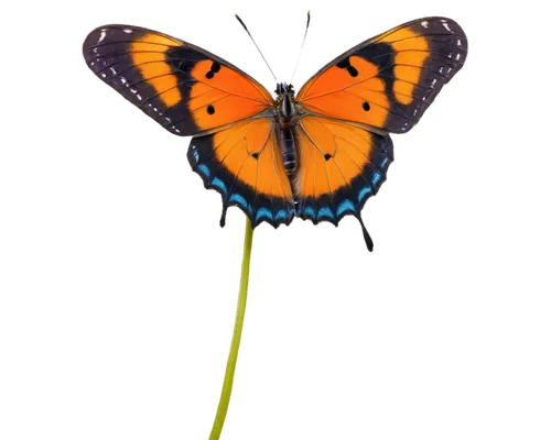 butterfly vector,butterfly clip art,euphydryas,orange butterfly,lycaena phlaeas,viceroy (butterfly),lycaena,vanessa atalanta,polygonia,vanessa (butterfly),white admiral or red spotted purple,melitaea,scotch argus,hesperia (butterfly),brush-footed butterfly,coenonympha tullia,butterfly background,plebejus,butterfly isolated,lepidoptera,Illustration,American Style,American Style 01