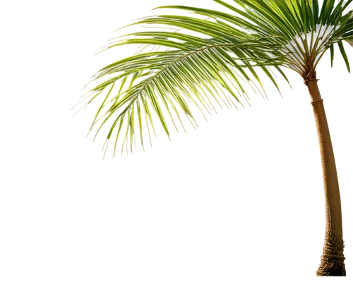 Palm tree, solo, tall, slender trunk, green leaves, feathery shape, curved branches, natural texture, soft sunlight, warm color tone, shallow depth of field, 3/4 composition, cinematic lighting, trans