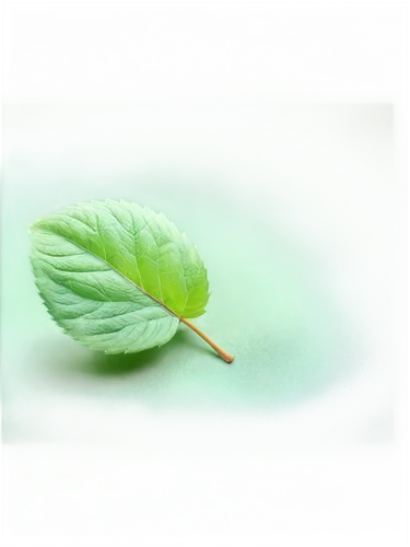 mint leaf,stevia,stevia rebaudiana,raspberry leaf,nettle leaves,chestnut leaf,lemon balm,green leaf,spring leaf background,beech leaf,walnut leaf,grape leaf,bay-leaf,chestnut with leaf,acorn leaf,apple mint,fig leaf,custody leaf,mentha,spearmint,Conceptual Art,Daily,Daily 30