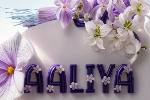 malva,birthday background,halva,decorative letters,ḡalyān,a cake,birthday banner background,easter cake,alka,cake decorating,al ain,taro cake,halina 6-4,baby shower cake,vintage lavender background,bi